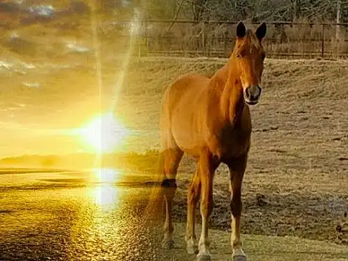 Horse, Mare, Mustang Horse, Mane, Fauna, Stallion, Pasture, Colt, Foal, Livestock, Grass, Snout, Pack Animal, Ecoregion