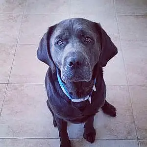 Name Labrador Retriever Dog Blitzen