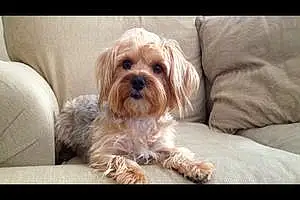 Name Australian Silky Terrier Dog Clio