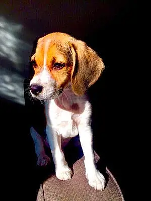 Name Beagle Dog Jango