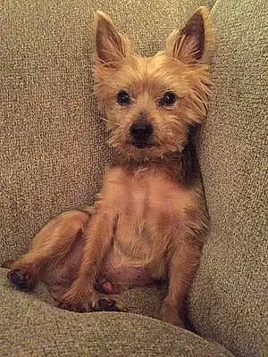 Name Yorkshire Terrier Dog Indiana