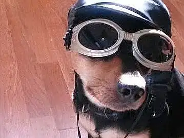 Eyewear, Dog breed, Dog, Goggles, Glasses, Sunglasses, Snout, Personal Protective Equipment, Vision Care, Cool, Helmet