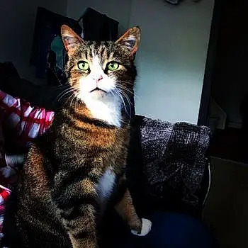 Mr Pussycat