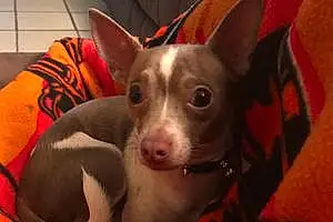 Name Chihuahua Dog Gonzo