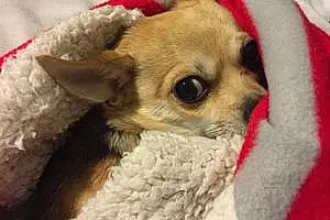 Name Chihuahua Dog Carley