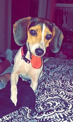 Name Beagle Dog Hollie