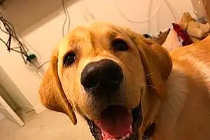 Name Labrador Retriever Dog Figgy