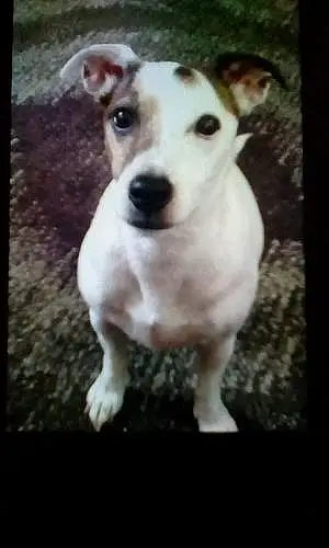 Name Jack Russell Dog Fisher