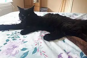 Name Cat Blacky