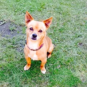 Name Chihuahua Dog Jayjay