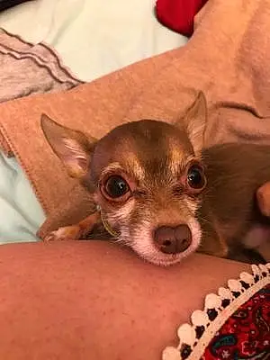 Name Chihuahua Dog Chestnut