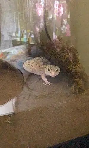 Name Gecko Cheerio