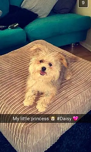 Name Bichon Frise Dog Daisy-may