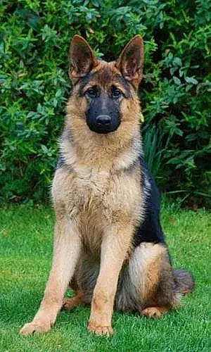 Name German Shepherd Dog Alli
