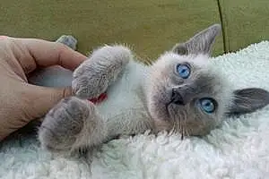 Name Siamese Cat Argo