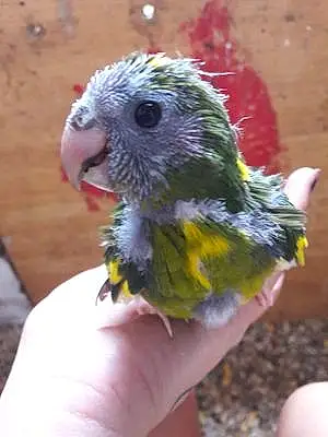 Name Parakeet Derek