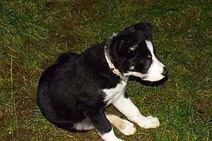 Name Border Collie Dog Bess