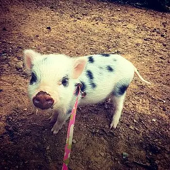 Miss Pig