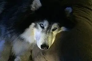 Name Alaskan Malamute Dog Junie