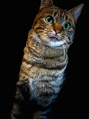 Name British Shorthair Cat Bobbie