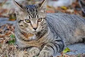 Name American Shorthair Cat Freedom