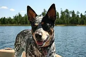 Name Australian cattle dog Dog Kiah