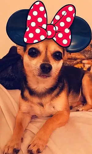 Name Chihuahua Dog Becky