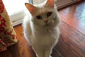 Name Cat Hedwig