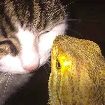 Marley And Odin The Lizard