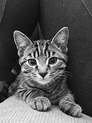 Name Cat Kramer