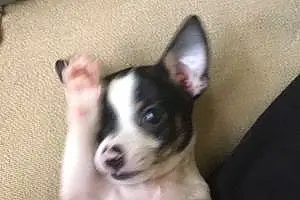 Name Chihuahua Dog Jango