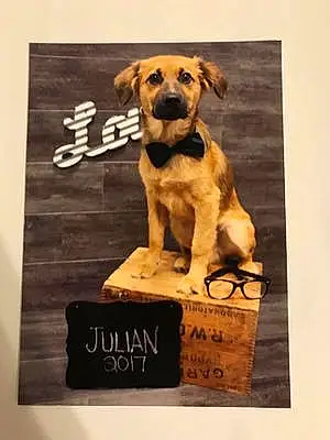 Name Dog Julian