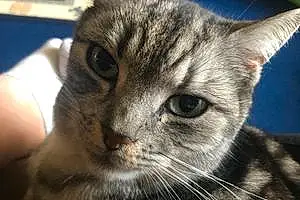 Name British Shorthair Cat Clive