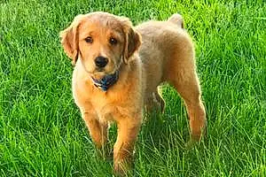 Name Golden Retriever Dog Cal