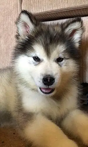 Name Alaskan Malamute Dog Akela