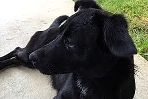 Name Labrador Retriever Dog Julie