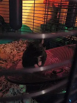 Name Hamster Jolie