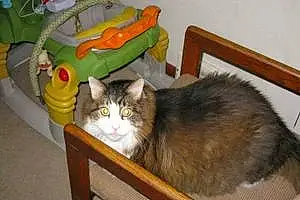 Name Maine Coon Cat Conner