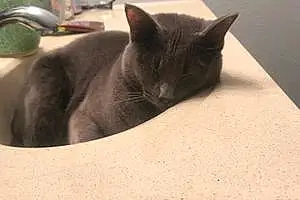 Name Russian Blue Cat Lester
