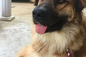 Name Leonberger Dog Greg