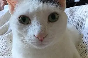 Name American Shorthair Cat Lilbit