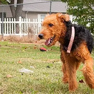 Name Airedale Terrier Dog Almond