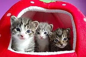 Name Cat Kittens