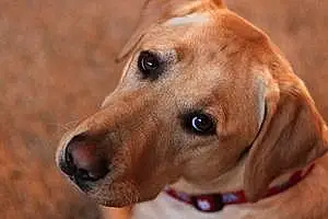 Name Labrador Retriever Dog Jordy