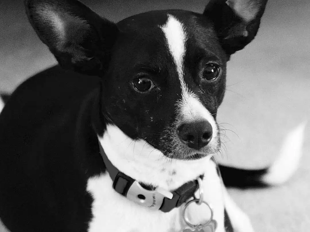Dog, Black and white, Dog breed, Rat Terrier, Black & White, Snout, Miniature Fox Terrier, Monochrome, Puppy, Tenterfield Terrier, Toy Fox Terrier, Companion dog, Crossbreeds dogs, Teddy Roosevelt Terrier, Whiskers, Chihuahua