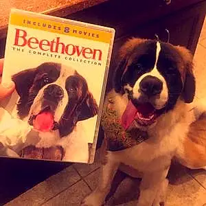 Name Dog Beethoven