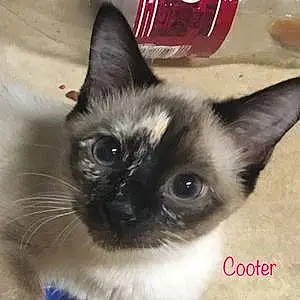Name Cat Cooter
