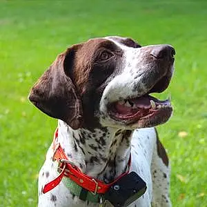 Name German shorthaired pointer Dog Cabela