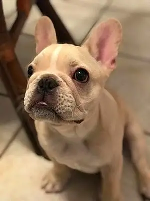 Name French Bulldog Dog Frankenstein