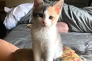 Name Cat Esther